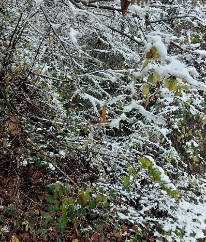 La Verna * Montefiorino